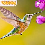 The Hummingbird